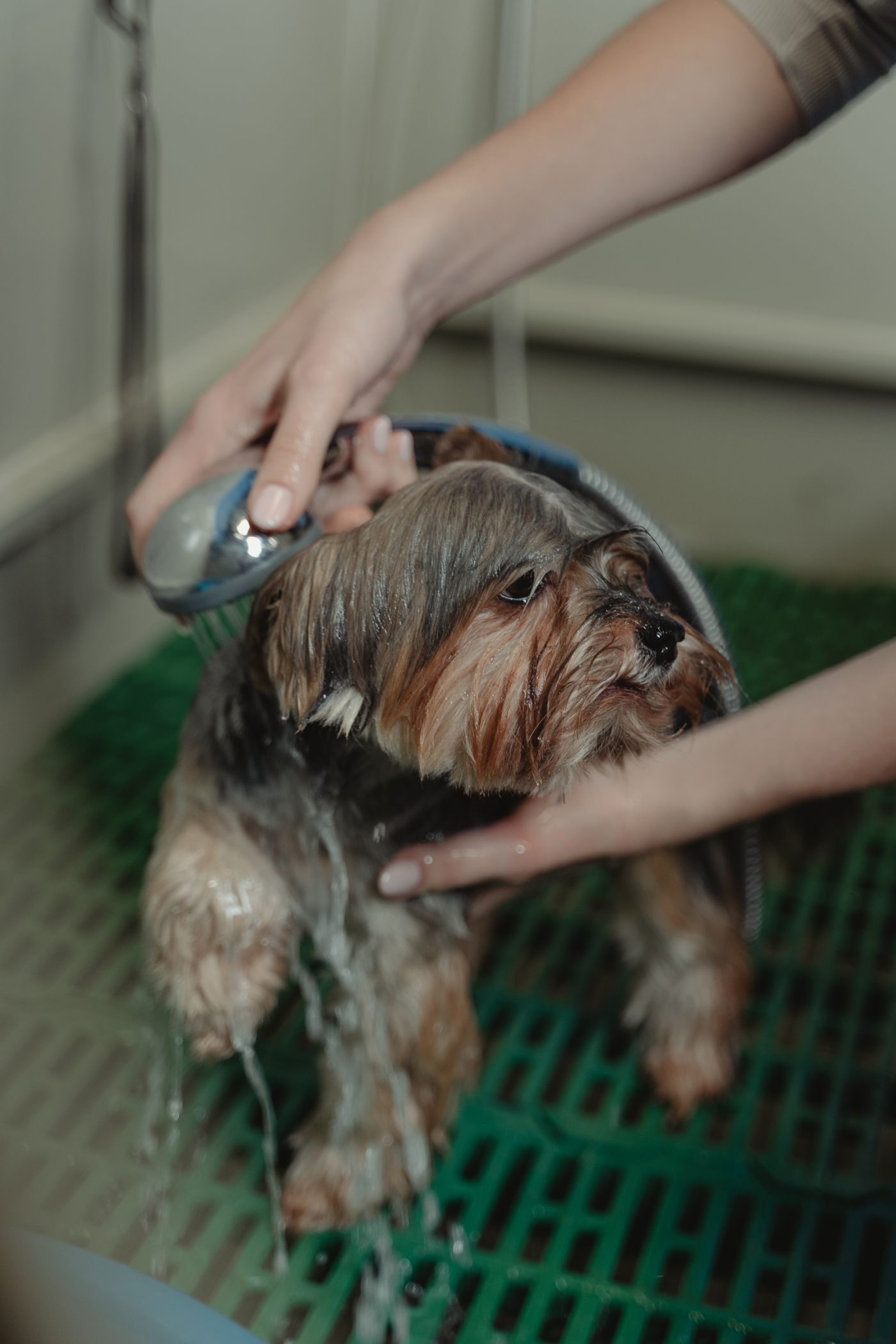 A Yorkshire terrier being gently rinsed with a handheld shower during a bath