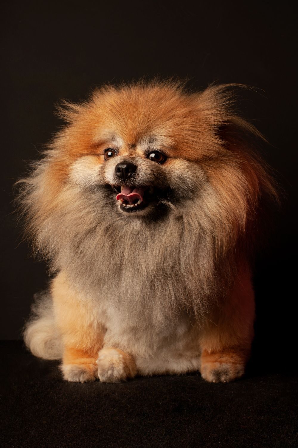 Fluffy Pomeranian showing off a healthy, freshly groomed coat