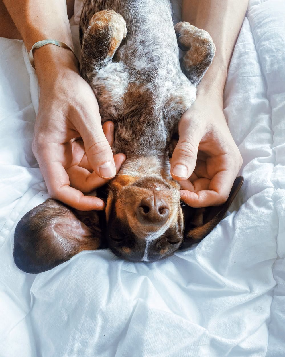 A dachshund lying back contentedly while being given a gentle head massage