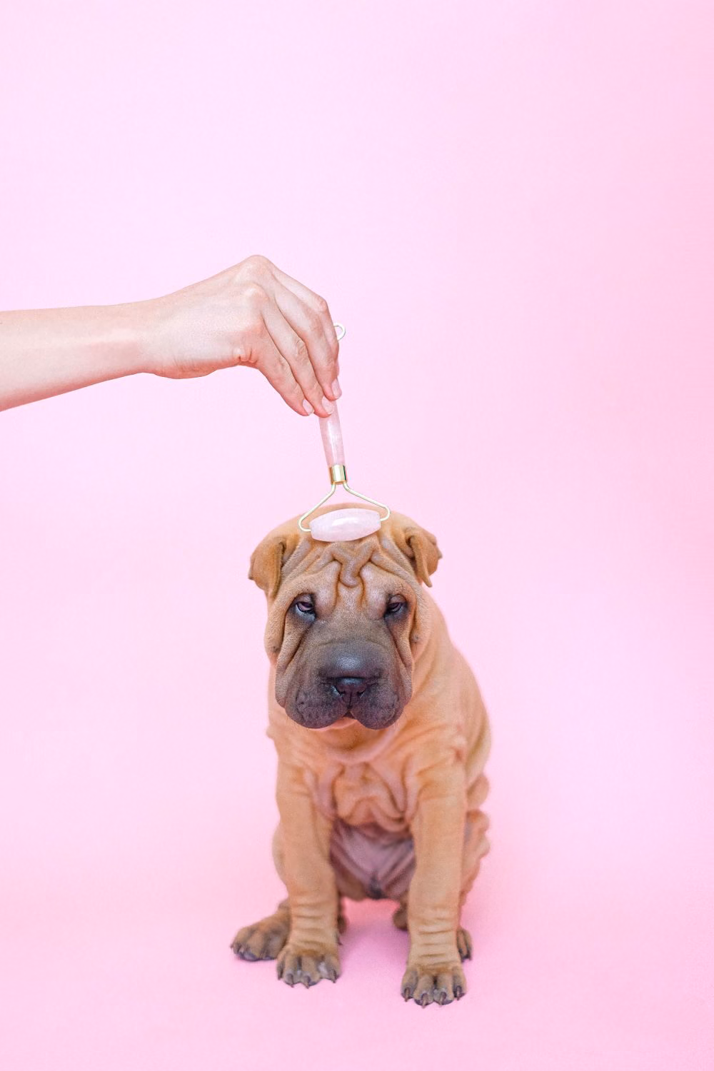 A calm Shar Pei puppy being pampered with a rose-quartz roller against a soft pink backdrop